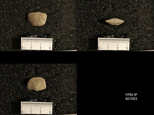 Dinorthis subquadrata