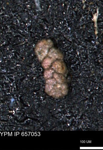 Ammobaculoides whitneyi