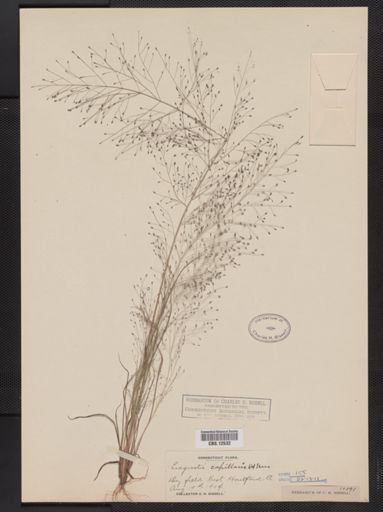 Eragrostis capillaris