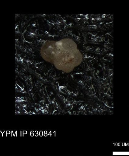 undet. Rugoglobigerinidae