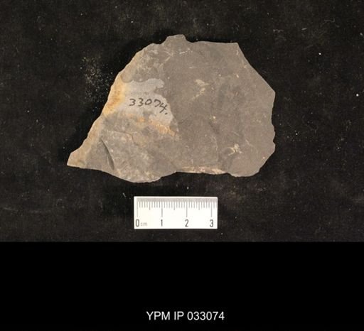 Mormolucoides articulatus