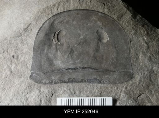 Eurypterus sp.
