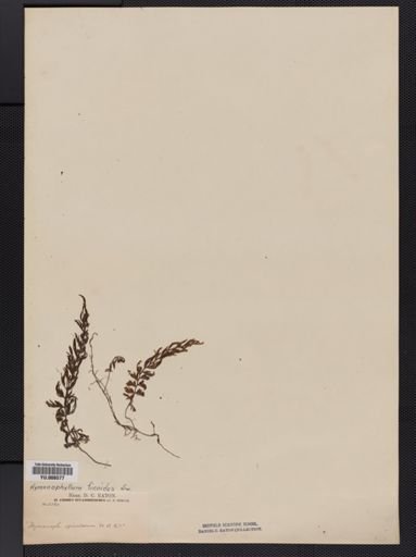 Hymenophyllum
