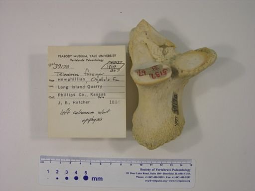 Teleoceras fossiger
