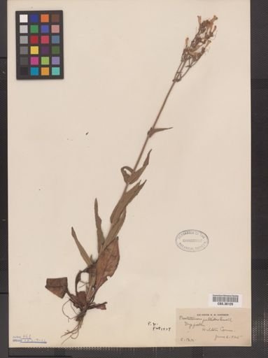 Penstemon pallidus