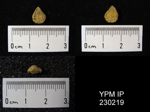Hustedia mormoni