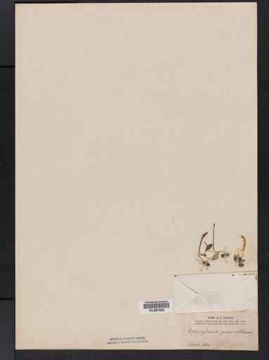 Ophioglossum
