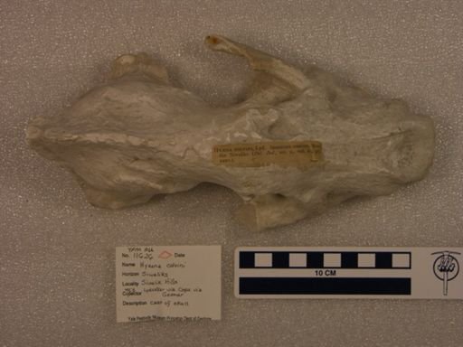 Hyaena colvini
