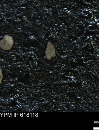 undet. Heterohelicidae