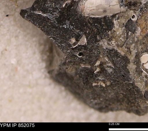 undet. Bivalvia