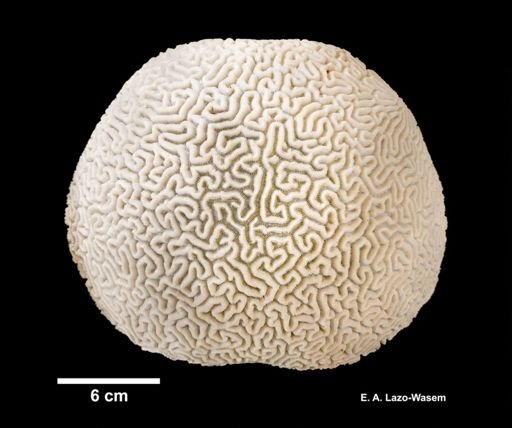 Diploria strigosa