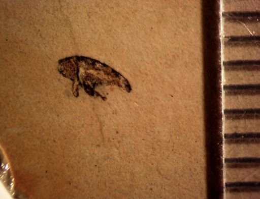 undet. Cryptorhynchinae