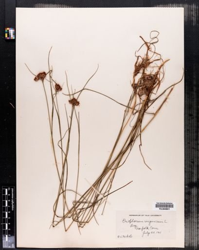 Eriophorum virginicum