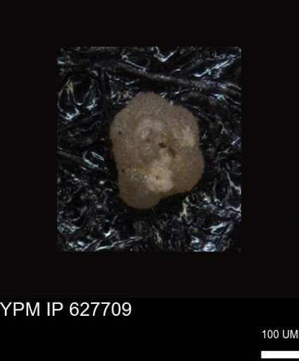 undet. Foraminiferida