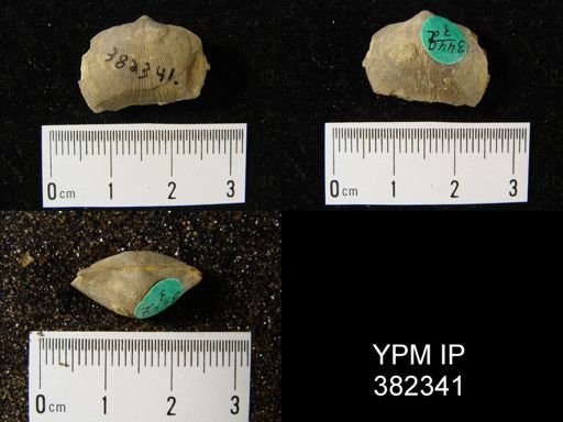 Dalmanella subcarinata?