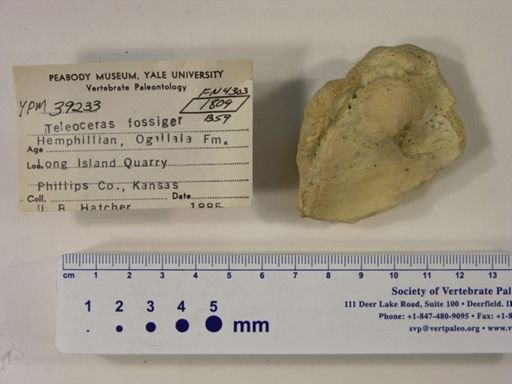 Teleoceras fossiger