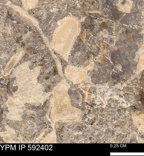 undet. Bivalvia