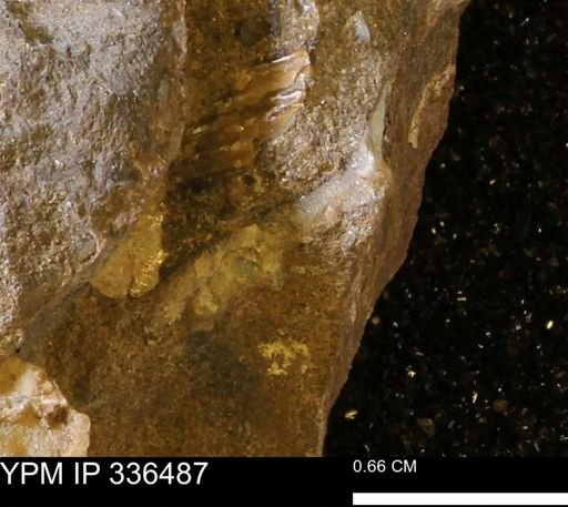 undet. Mollusca