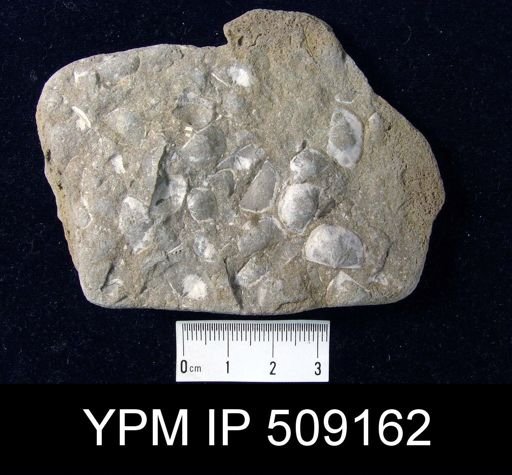 Sowerbyella sp.