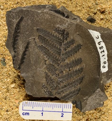 Pecopteris sp.