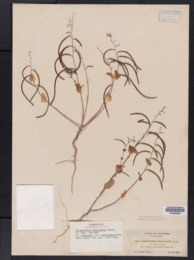 Streptanthus