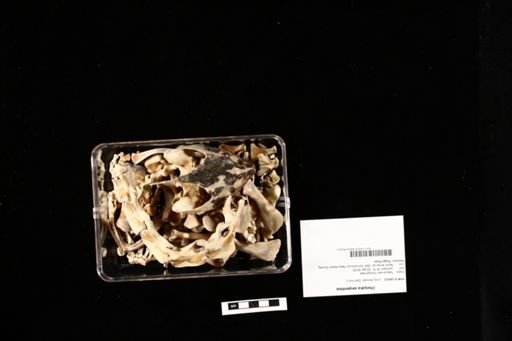 Chelydra serpentina