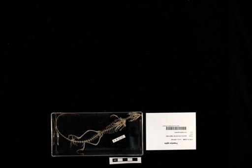 Trapelus agilis