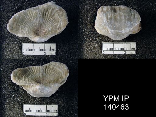 Productus (Dictyoclostus) indicus