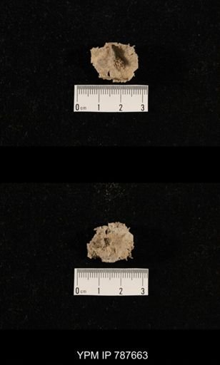 undet. Brachiopoda