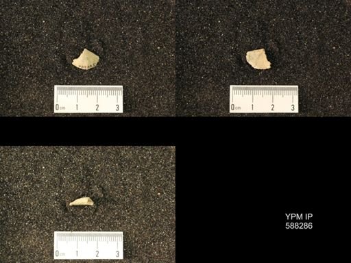Chonetes sp.