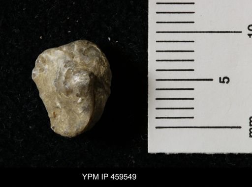 Wellerella