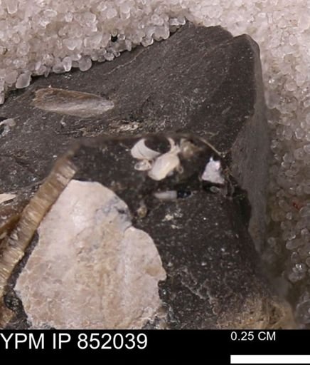 undet. Foraminifera