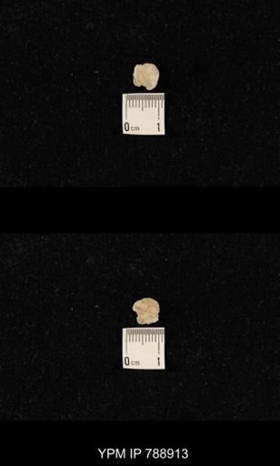 undet. Brachiopoda