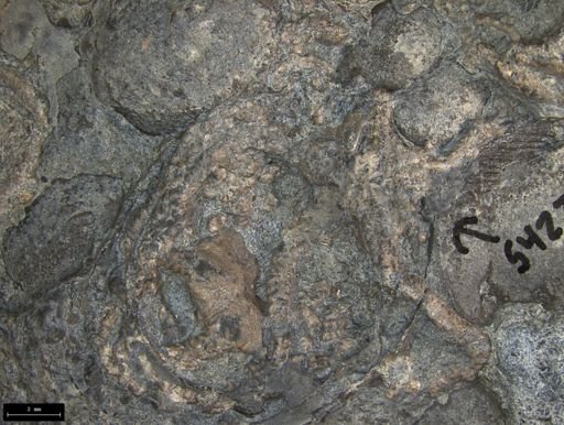 Aplocoma damesii