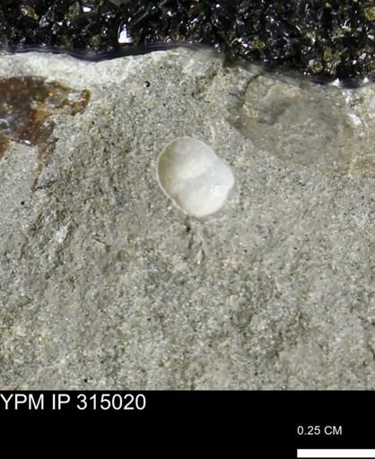 undet. Mollusca