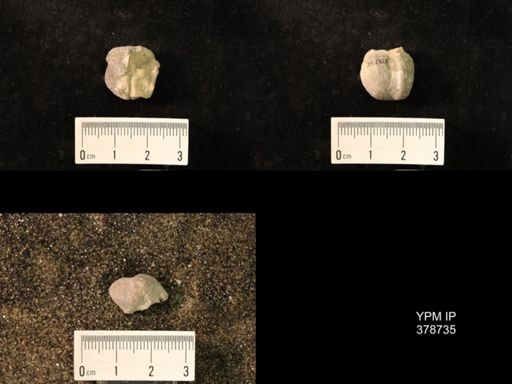 Marginifera wabashensis