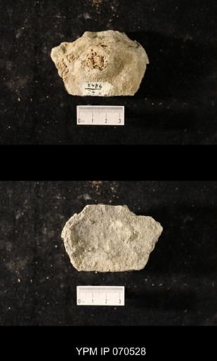 Favosites louisvillensis