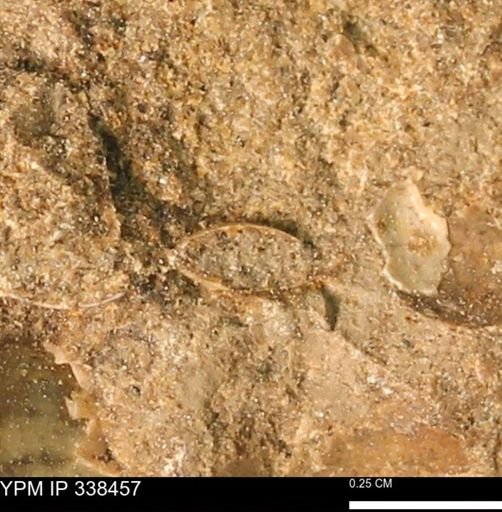 undet. Bivalvia