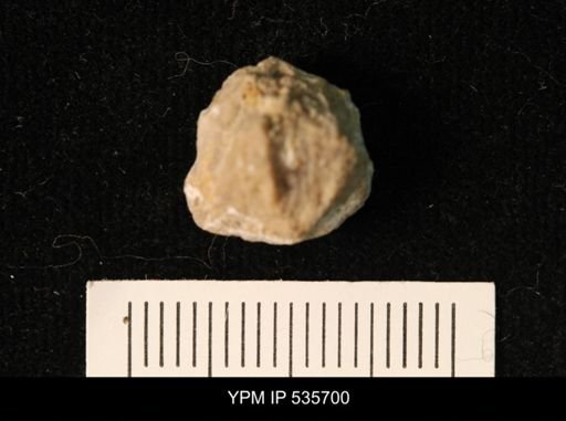Pentremites florealis