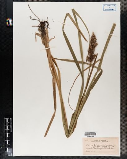 Plantae