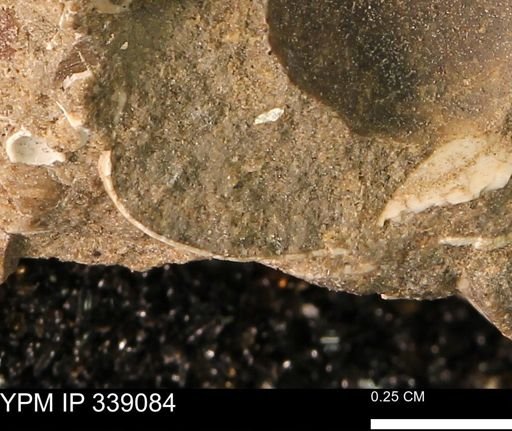 undet. Bivalvia