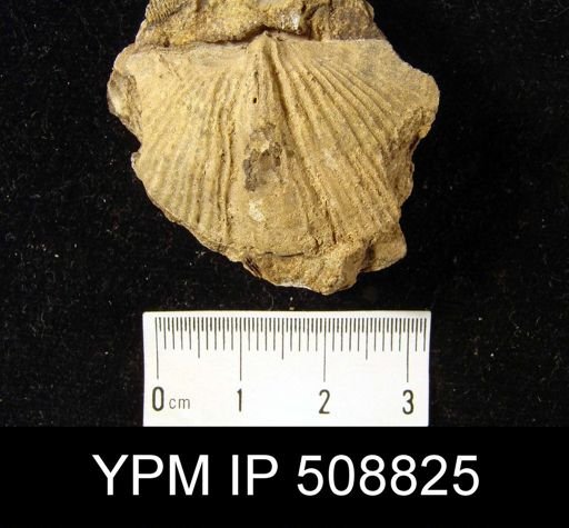 Spirifer allegheniensis