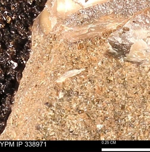 undet. Mollusca