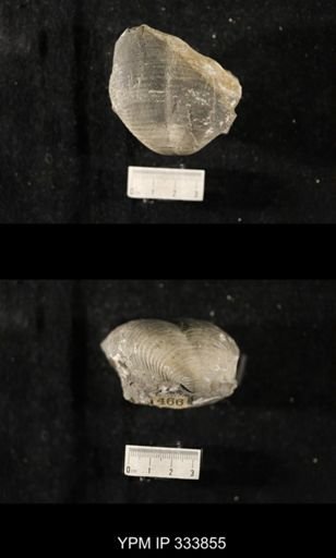 Echinoconchus punctatus