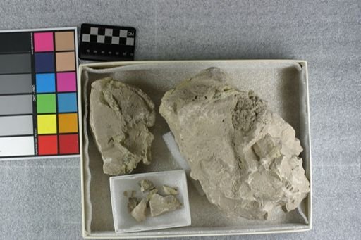 Eporeodon major