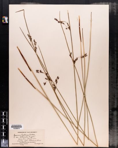 Juncus balticus