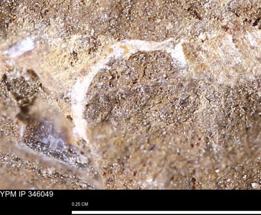 undet. Mollusca