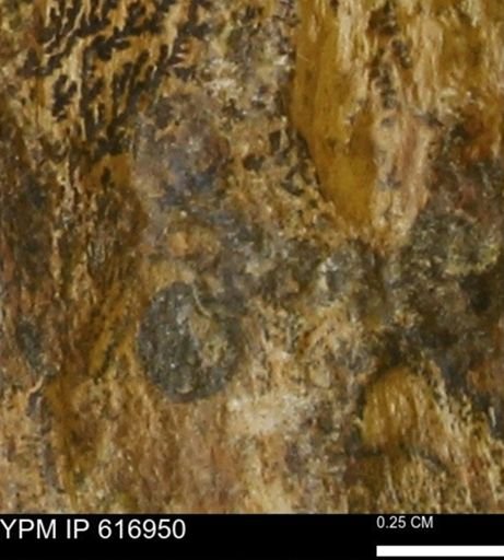 Teredo sp.