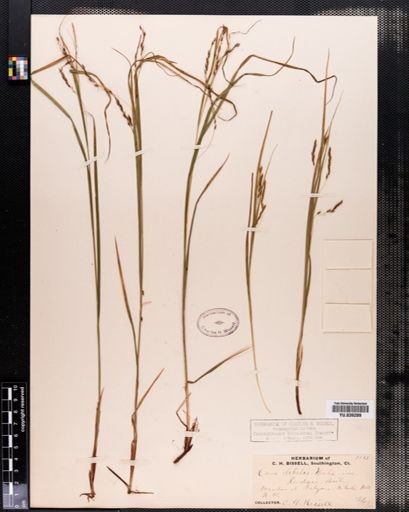 Carex debilis