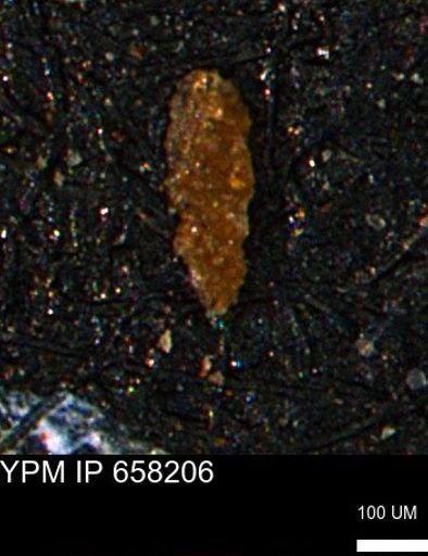 undet. Foraminiferida